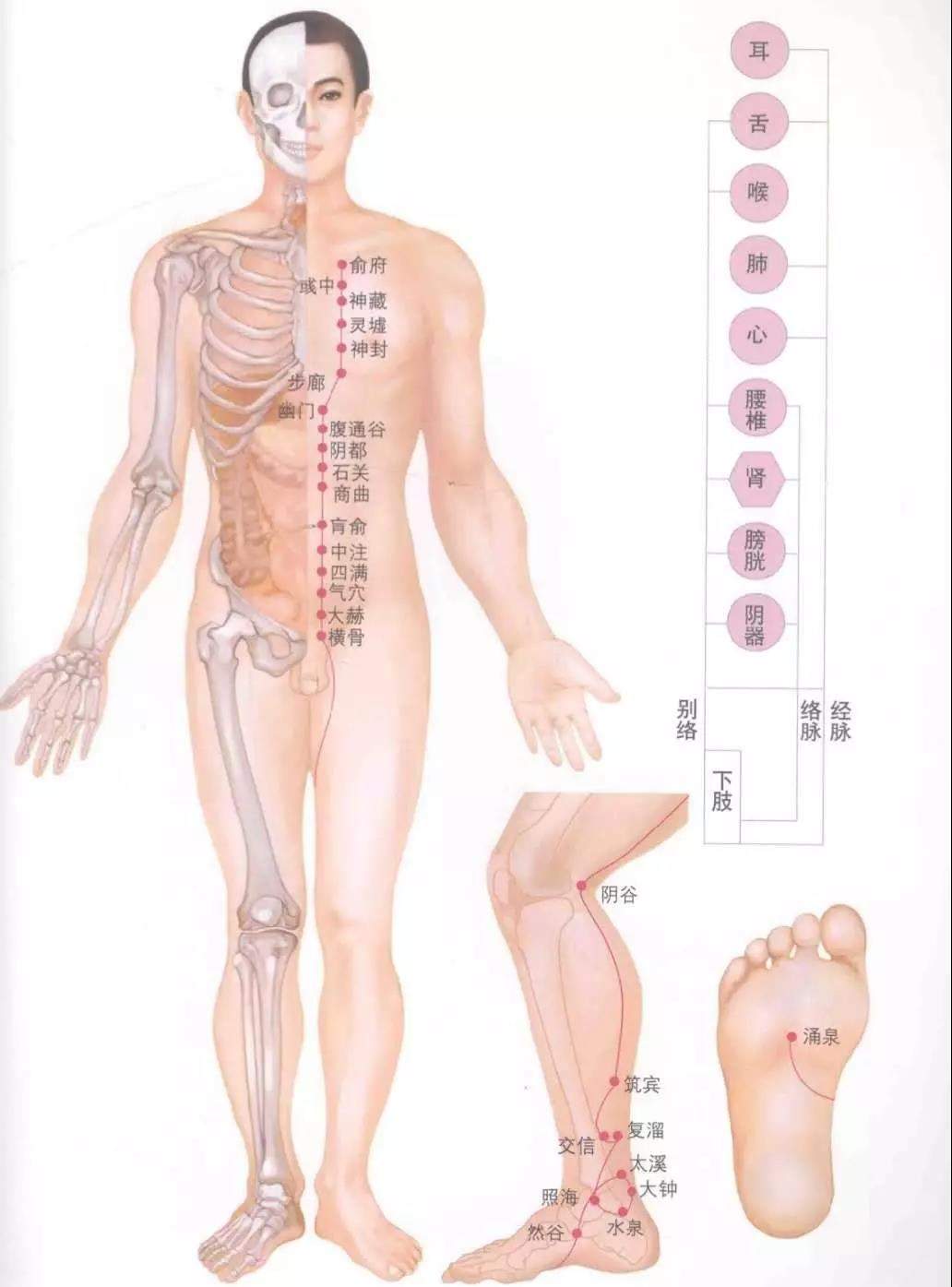 人体十四经络图谱、速记歌诀！快学起来！