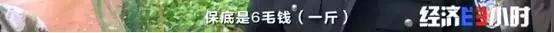 一只鸡卖138元还供不应求！“鸡司令”带领500多人脱贫！啥秘诀？