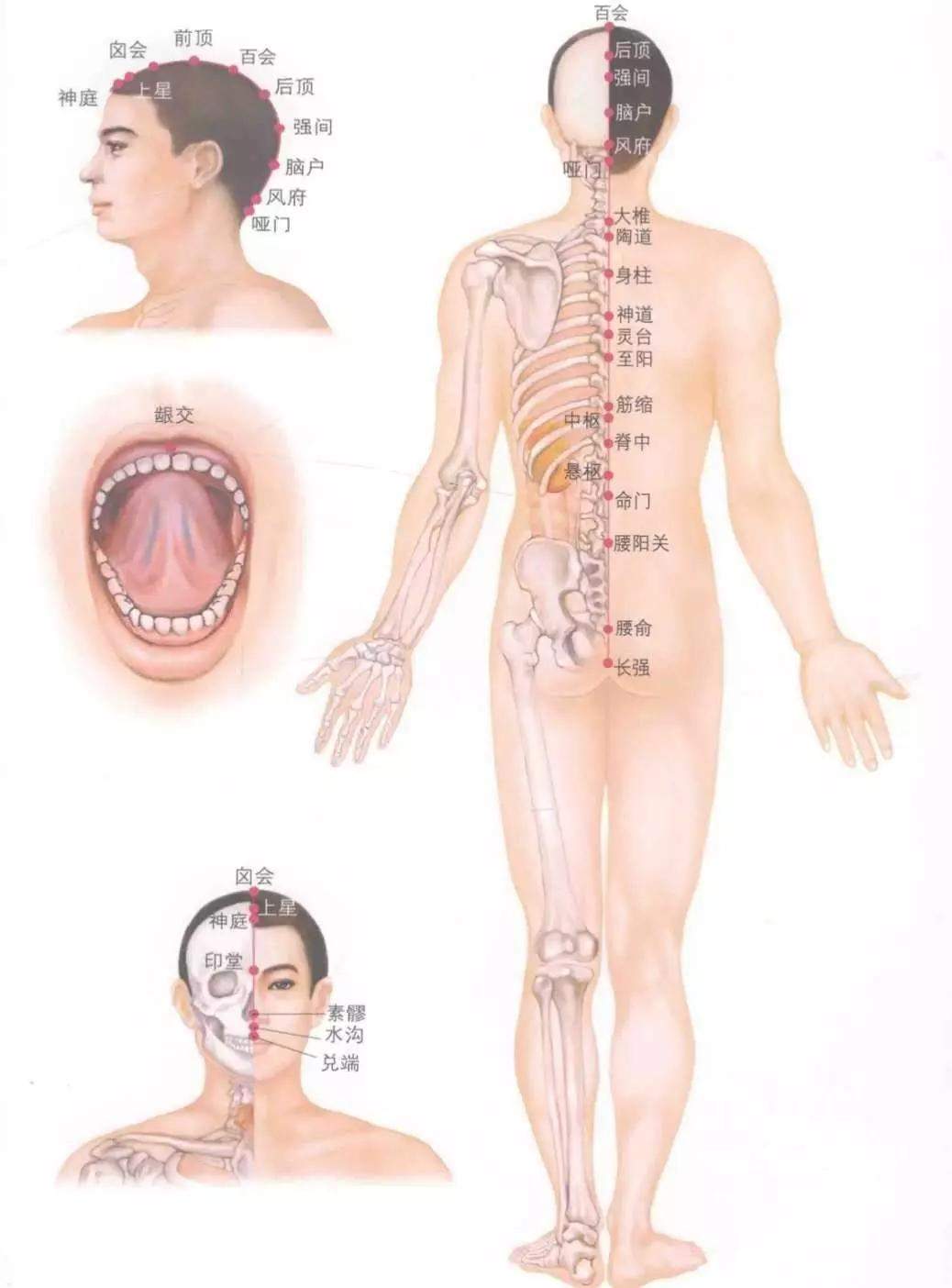 人体十四经络图谱、速记歌诀！快学起来！