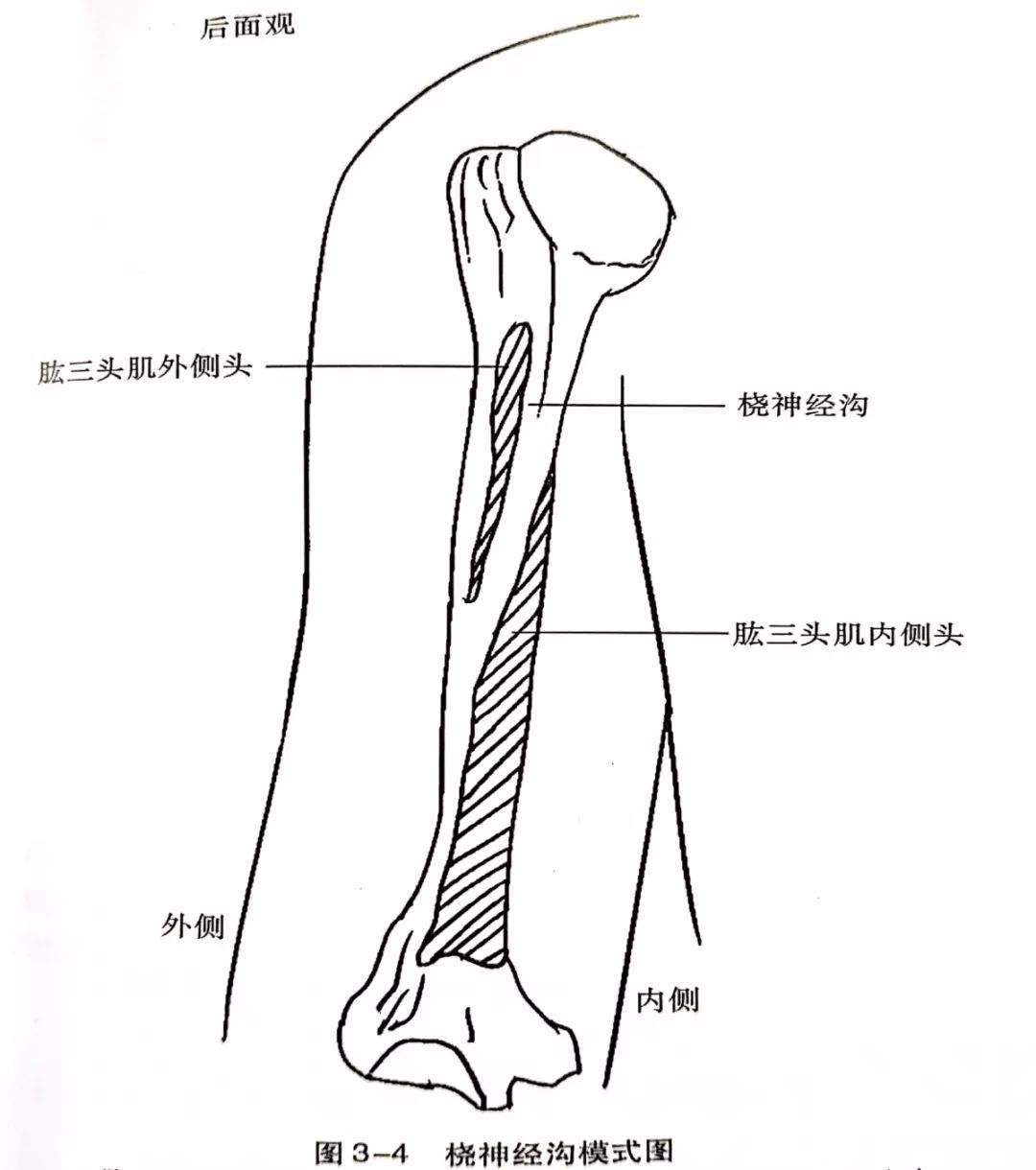 桡神经卡压的解剖学分析与查体及治疗定点