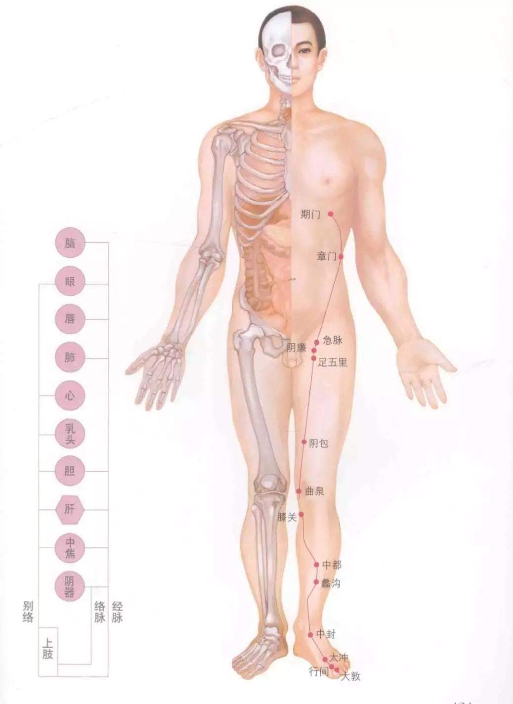 人体十四经络图谱、速记歌诀！快学起来！