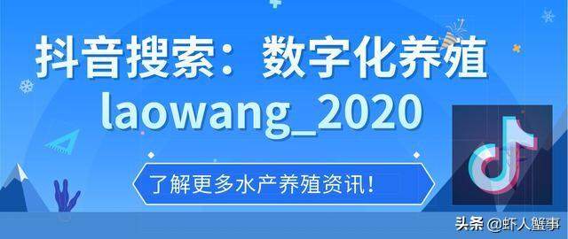 小龙虾养殖户年前只要做好一件事，养殖成功率就能超过70%的同行