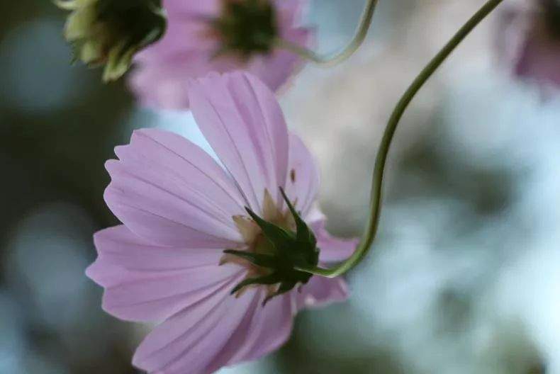 心依暖阳，静候花开