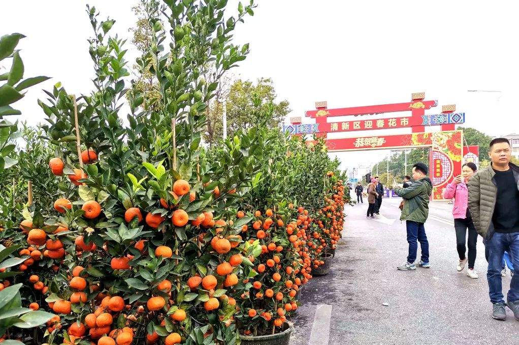 逛花市，了解这个……今年“鼠”你的花最靓~