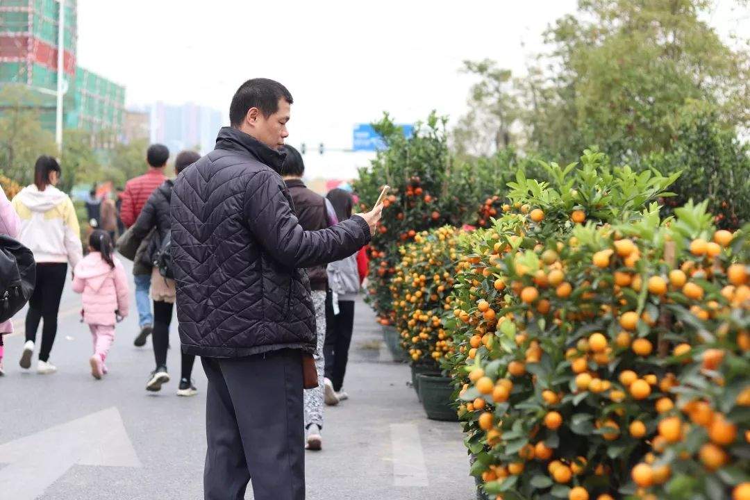 逛花市，了解这个……今年“鼠”你的花最靓~