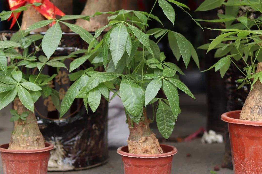 逛花市，了解这个……今年“鼠”你的花最靓~