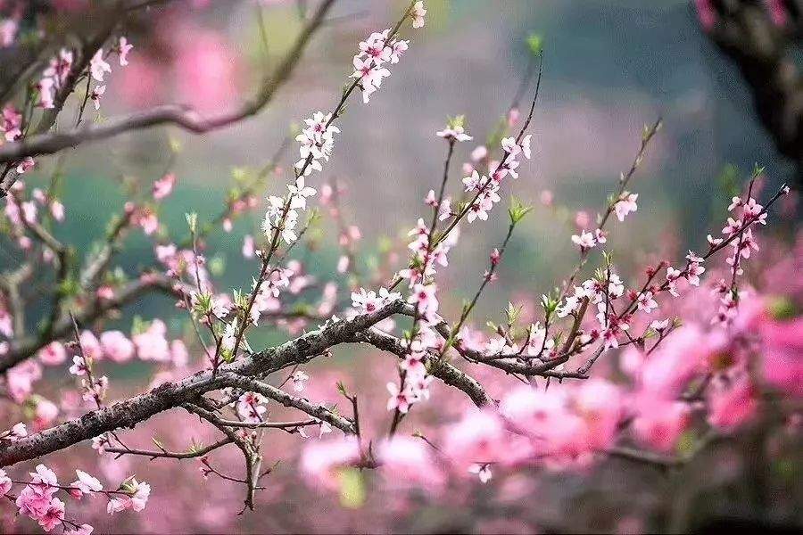 祝贺九峰家平台开启，首届乐昌互联网桃花节即将开办！