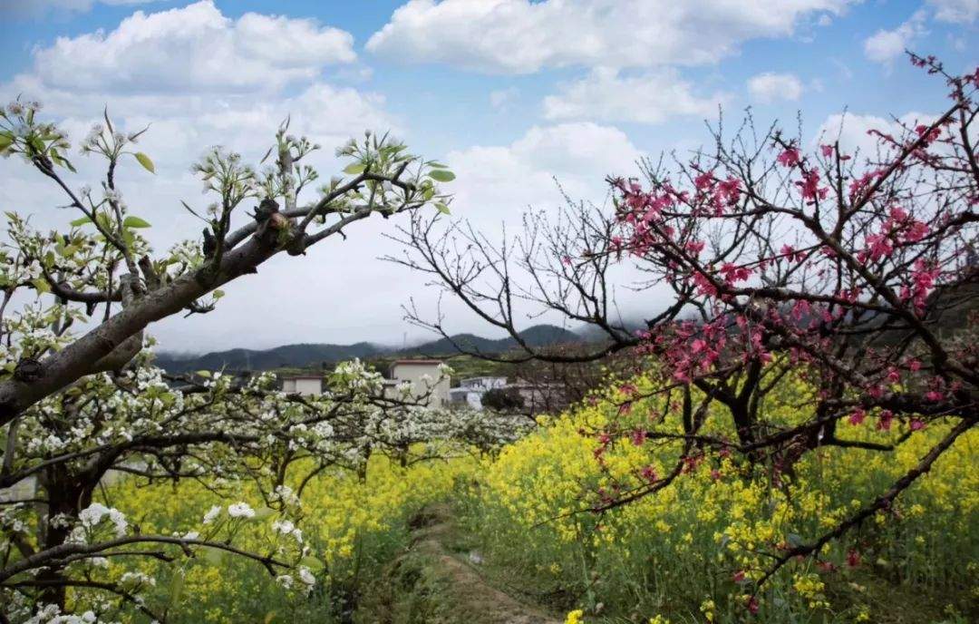 祝贺九峰家平台开启，首届乐昌互联网桃花节即将开办！