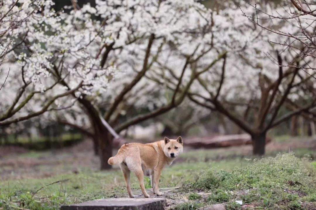 祝贺九峰家平台开启，首届乐昌互联网桃花节即将开办！