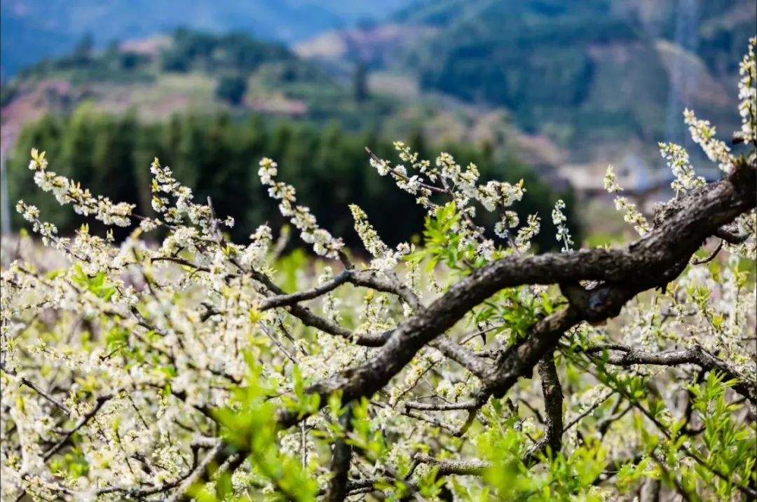 祝贺九峰家平台开启，首届乐昌互联网桃花节即将开办！