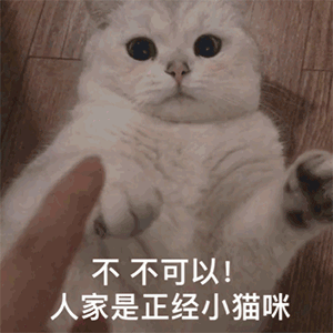 你是我全世界最喜欢的猪