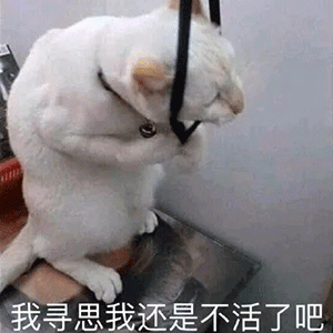 你是我全世界最喜欢的猪