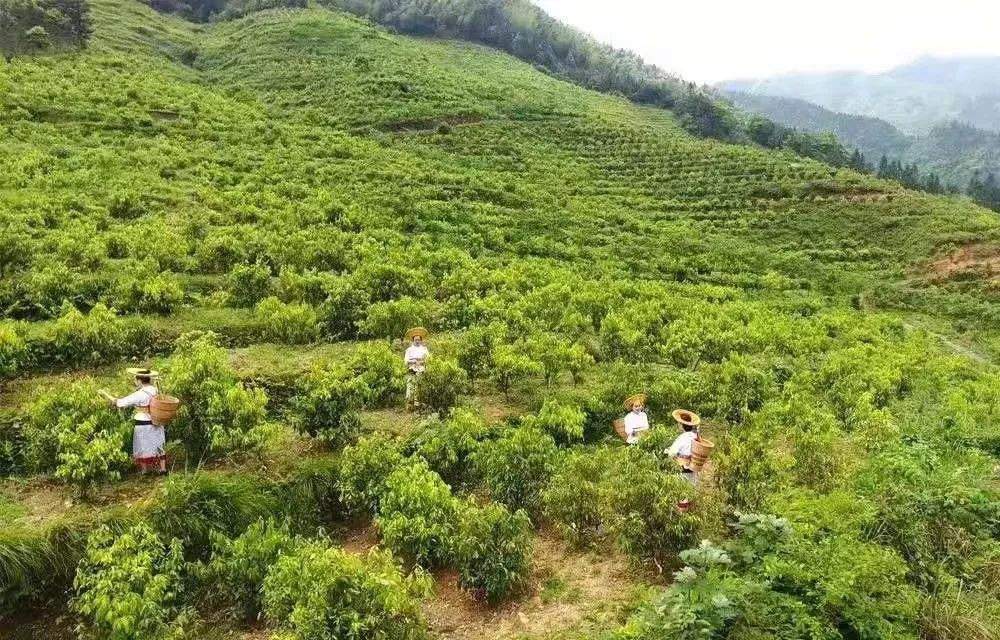 树木传奇|木姜叶柯天赐甜茶