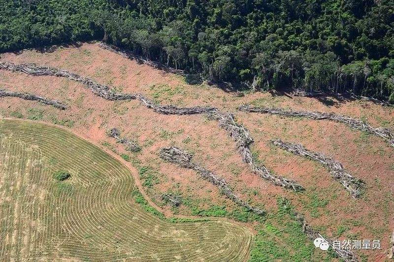 莫恐慌：上海本地常见蝙蝠不是新冠病毒潜在自然宿主