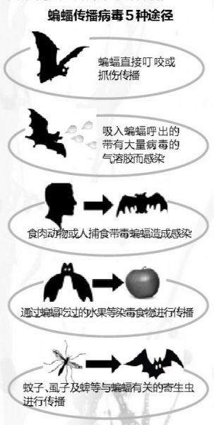 穿山甲疑似新冠状病毒中间宿主，为了自己家人的健康，请勿碰野味