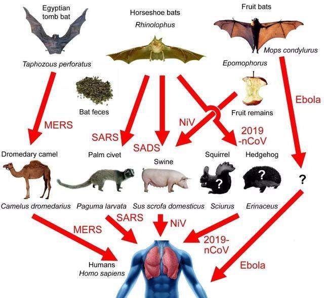 病毒又是来源于蝙蝠？为什么不灭绝蝙蝠一劳永逸？