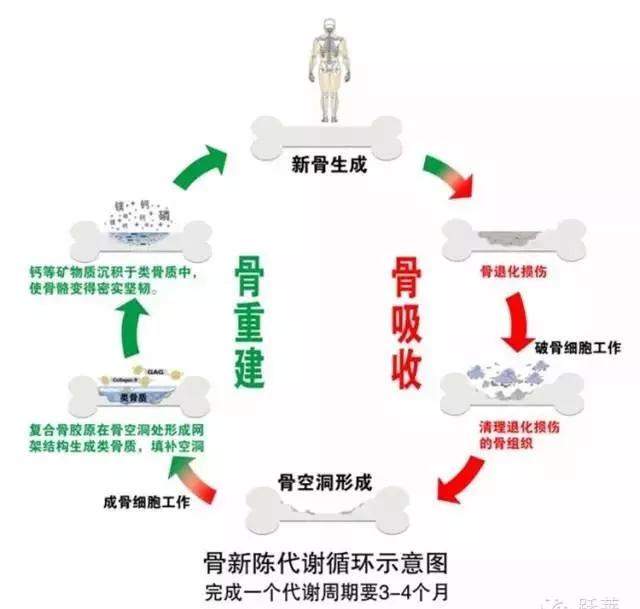 美言善信康复：骨病康复至少需要100天，知道为什么吗？