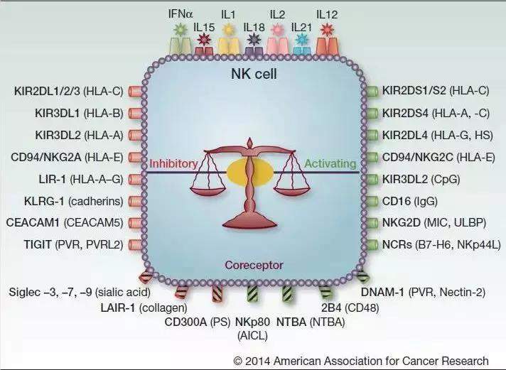 新型冠状病毒肺炎面前，看NK细胞疗法如何抗病毒！