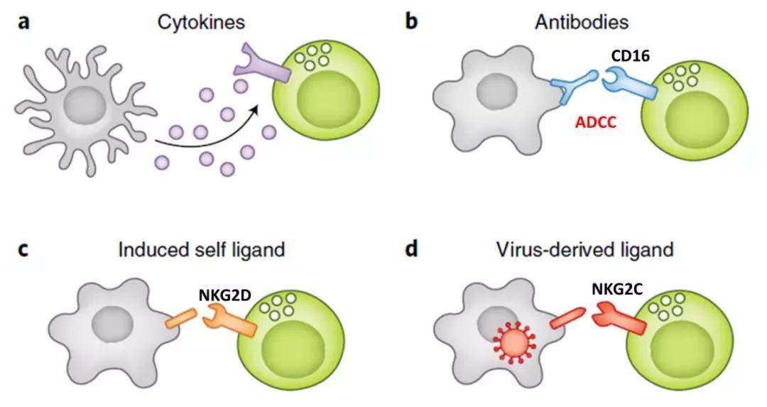 新型冠状病毒肺炎面前，看NK细胞疗法如何抗病毒！