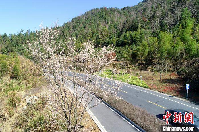 杭州千岛湖花开正盛春渐浓