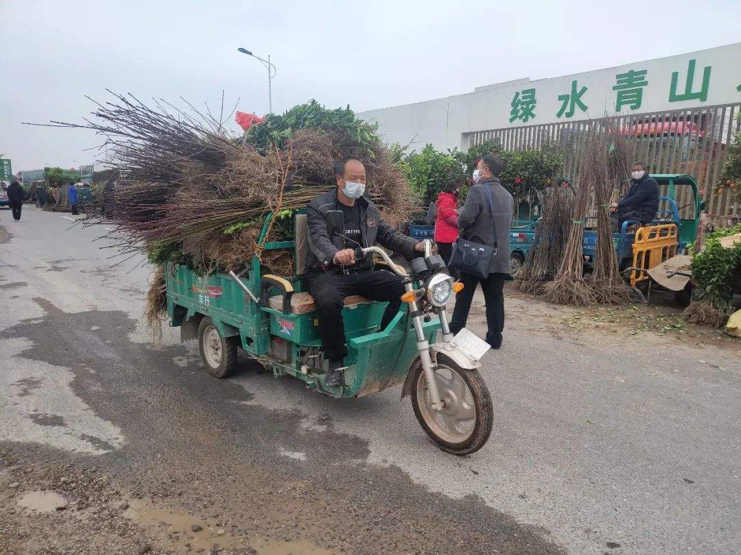 人员分流错时经营｜华东最大花木城开市秩序井然