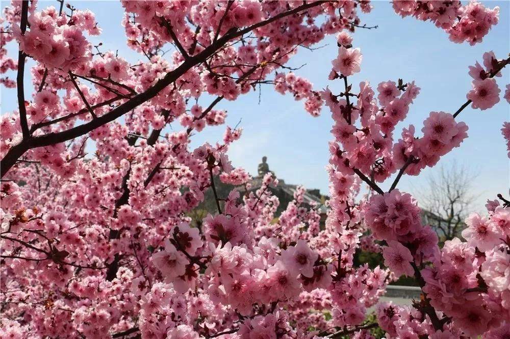 尽享春之美，来刘公岛景区、龙口南山旅游景区踏春吧！