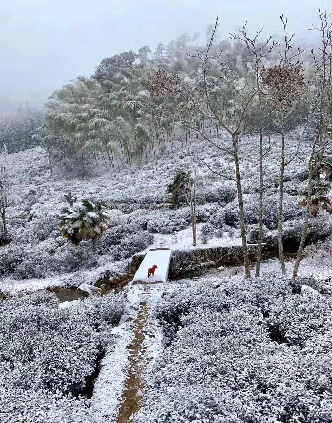 福建这座美食小城，人们连花都不放过....