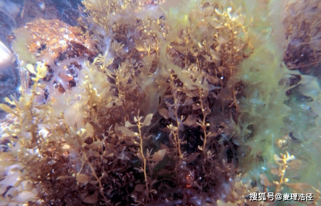 走！带你去深圳海底后花园《鬼湾岛》看看！