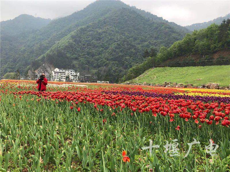 今天，鄂陕7地市电视台同时聚焦十堰！百万粉丝同屏探春！