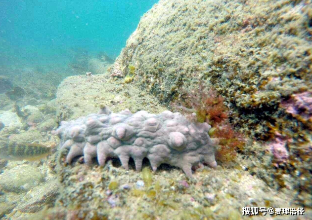 走！带你去深圳海底后花园《鬼湾岛》看看！