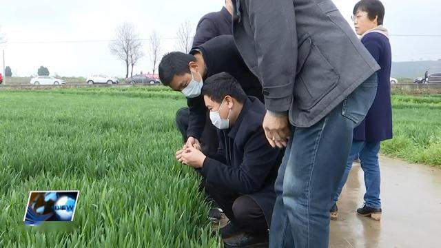 临渭区召开小麦条锈病防控现场会确保今年稳产丰收