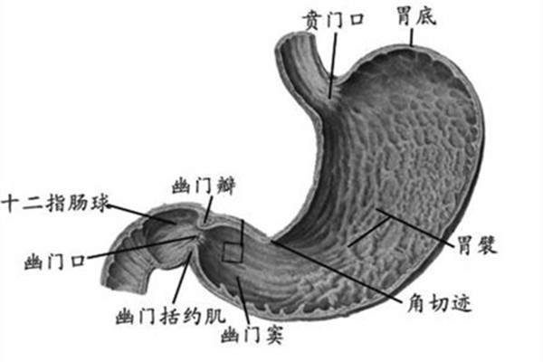 胃病应该注意什么 胃病患者日常饮食宜忌