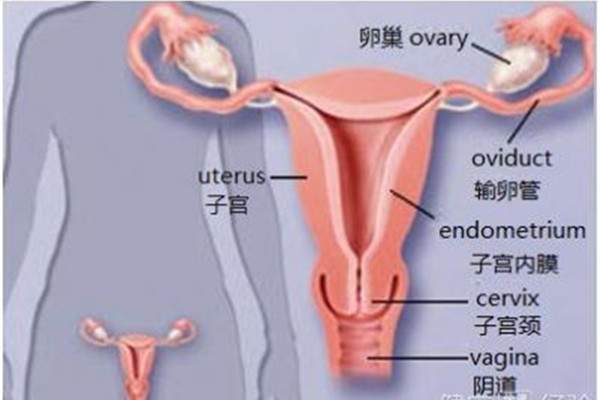 女性子宫囊肿是怎么引起的 子宫囊肿需要注意些什么