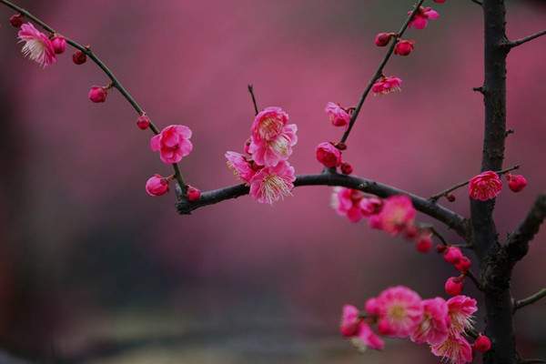 倒春寒是什么意思 2019倒春寒什时候开始和结束