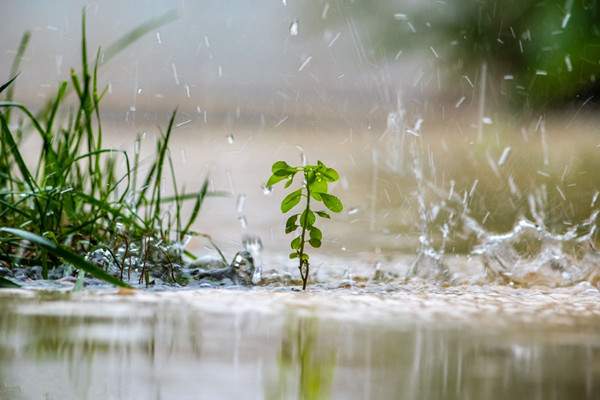 抖音都怪雨下的那么急什么歌 遇完整歌词介绍