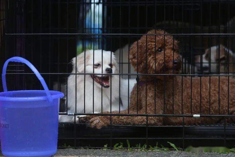 扩散！深圳所有犬只必须植入芯片，否则将视为无证养犬！有人担心……