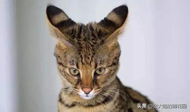 上海男子花5万元吸猫却被拘留！这样的猫你敢吸吗？