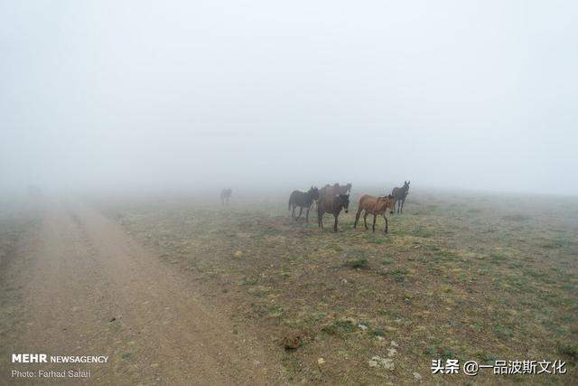 伊朗北方天然牧场，不仅牛羊肥沃，也是度假和避暑之处