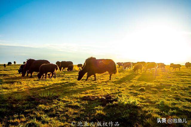 甘南是什么地方？摄影师说：如果人间有天堂，那一定是甘南的模样