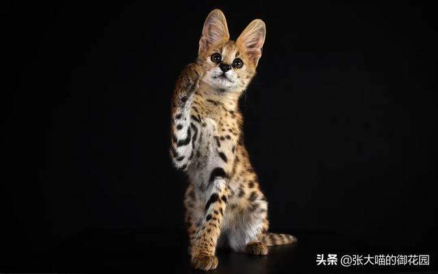 上海男子花5万元吸猫却被拘留！这样的猫你敢吸吗？