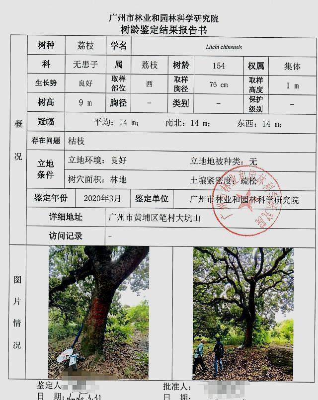 气愤！广州市黄埔区154岁古树被砍伐，网友，要严惩肇事者