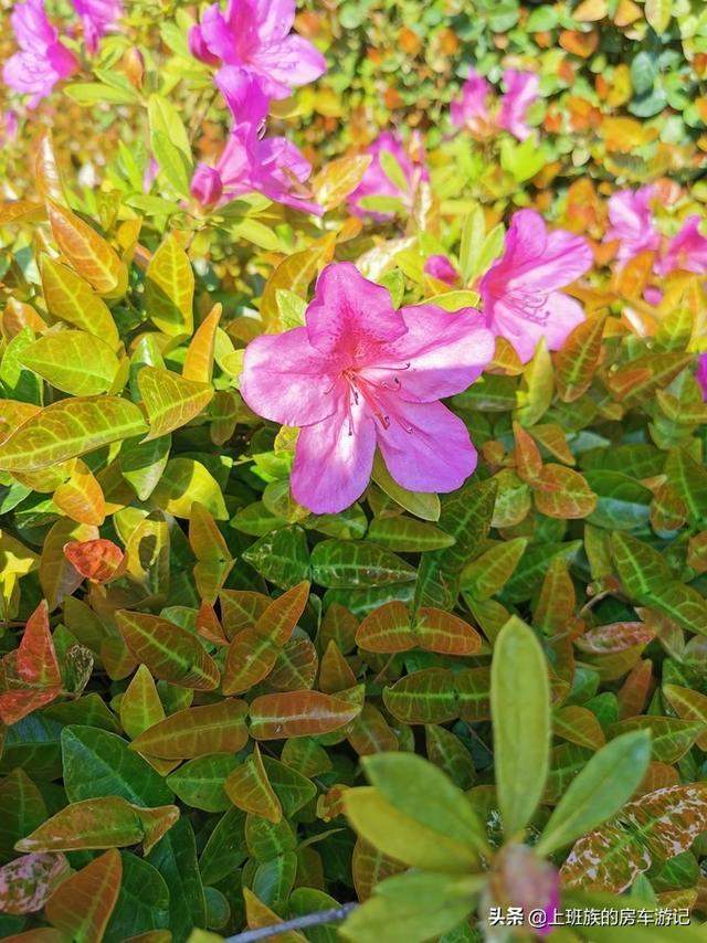 房车微旅行：无锡 拈花湾 小京都 家庭游 亲子游 详细充实 2日游