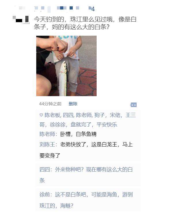 白条鱼精？珠江有人钓起“一米长白条鱼”，这得长多少年？