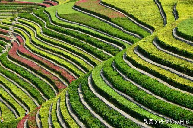 贵州有个古镇，拥有全国唯一的城中花海梯田，看起来像大地的指纹