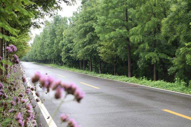 江北古城台儿庄涛沟湿地胜江南