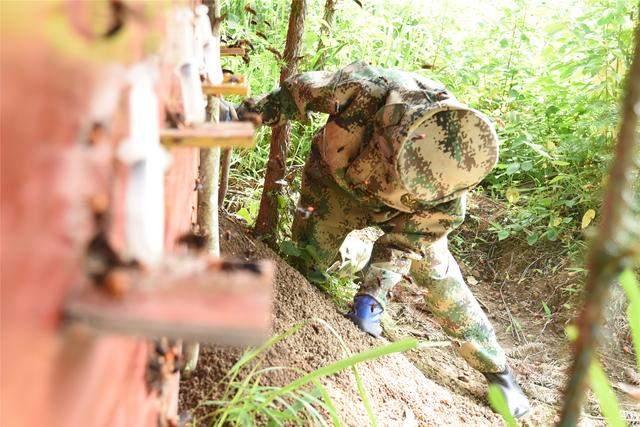 胡蜂养殖助贵州山区民众增收