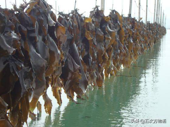 青岛海边常见食用藻类图鉴