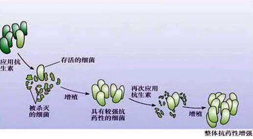 细菌对大蒜为什么没有抗药性？