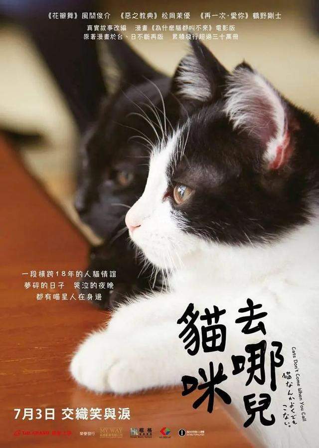 盘点这些年电影里出现的猫，作为爱猫人士你又知道多少部呢？