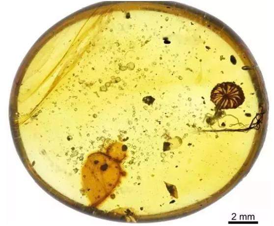 琥珀中惊现距今1亿年的完整蘑菇化石